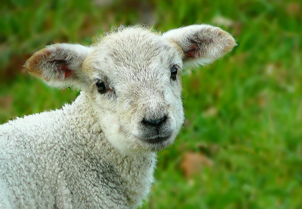 Cute Small Sheep